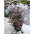 Acer palmatum Sumi nagashi