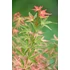Acer palmatum Taylor