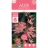 Acer palmatum Taylor