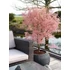 Acer palmatum Taylor