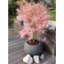 Acer palmatum Taylor