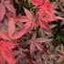 Acer palmatum Twombly's Red Sentinel
