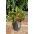 Aglaonema Jungle Red