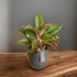 Aglaonema Jungle Red