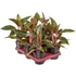 Aglaonema Jungle Red