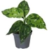 Aglaonema Pictum Tricolor
