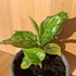 Aglaonema Pictum Tricolor