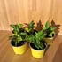 Aglaonema Pictum Tricolor