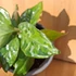 Aglaonema Pictum Tricolor