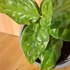 Aglaonema Pictum Tricolor