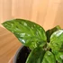 Aglaonema Pictum Tricolor