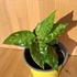 Aglaonema Pictum Tricolor