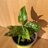 Aglaonema Pictum Tricolor