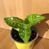 Aglaonema Pictum Tricolor