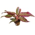 Aglaonema Red Fire