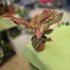 Aglaonema Red Fire