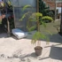 Albizia julibrissin Ombrella