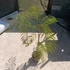 Albizia julibrissin Ombrella
