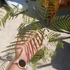 Albizia julibrissin Ombrella