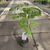 Albizia julibrissin Ombrella