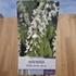 Wisteria floribunda Alba