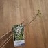 Wisteria floribunda Alba