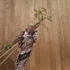 Wisteria floribunda Rosea