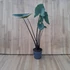 Alocasia Black Zebrina