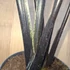 Alocasia Black Zebrina