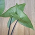 Alocasia Black Zebrina