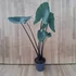 Alocasia Black Zebrina