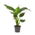 Alocasia Cucullata