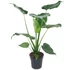 Alocasia Cucullata