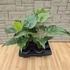Alocasia Cucullata