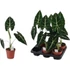 Alocasia Frydek