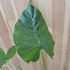 Alocasia Gagaena