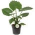 Alocasia Gagaena