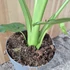 Alocasia Gagaena