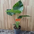 Alocasia Gagaena