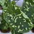 Alocasia Hilo Beauty