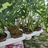 Alocasia Hilo Beauty