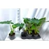 Alocasia Lutea
