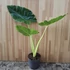 Alocasia Lutea