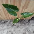 Alocasia Lutea