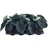 Alocasia Melo