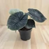 Alocasia Melo