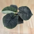 Alocasia Melo