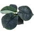 Alocasia Melo