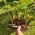 Alocasia Portei