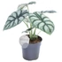 Alocasia Silver Dragon